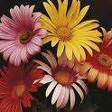 ARCTOTIS HARLEQUIN MIX 50 SEEDS